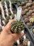 Gymnocalycium Híbrido Daydream vaso 6 Cod 13 - comprar online