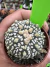 Astrophytum Asteria vaso 6 cod 83