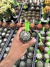Astrophytum Asteria vaso 6 cod 74 - comprar online