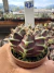 Gymnocalycium Híbrido Daydream vaso 6 Cod 42