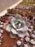 Graptoveria Opalina vaso 11