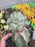 Ortegocactus macdougallii Exertada vaso 12