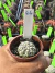 Astrophytum Asterias V-type Super Kabuto Vaso 6 cod 66 na internet