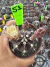 Gymnocalycium M. Purple vaso 9 cod 51