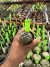 Astrophytum Asteria Fiv ribs vaso 6 cod 1 - comprar online