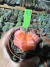 A. gymniocalycium Variegata vaso 7 cod 73