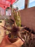 Stapelia Híbrida vaso 7 na internet