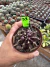 Imagem do Gymnocalycium M. Purple vaso 9 cod 39
