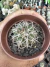 Discocactus Petr Halfari vaso 7