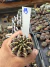 Gymnocalycium Híbrido Daydream vaso 6 Cod 19 - comprar online