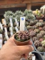 Gymnocalycium Híbrido Daydream vaso 6 Cod 16 - comprar online