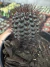 Frailea Angelesii vaso 7