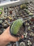 Mammillaria Pico cristata raiz própria vaso 9 na internet