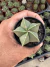 Astrophytum Nudum vaso 7 ( Sortidos )