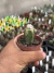 Astrophytum Onzuka Snowball vaso 7 enxertado - comprar online