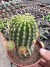 Echinopsis vaso 12 na internet