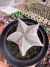 Imagem do Astrophytum myriostigma pentacostatum Vaso 11
