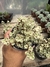 Portulacaria Tricolor vaso 11 - comprar online
