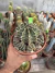 Gymnocalycium matriz Cod 1 - comprar online