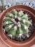 Discocactus Pachythele vaso 11