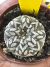 Astrophytum Asterias V-type Super Kabuto Vaso 6 cod 117
