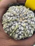Astrophytum Asterias V-type Super Kabuto Vaso 6 cod 55