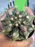 Gymnocalycium T- Rex vaso 6 cod 44 na internet