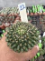 Gymnocalycium Thornless Cristata Vaso 6 Cod 22