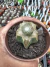 Blossfeldia Liliputania exertada vaso 7