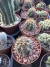 Thelocactus Bicolor vaso 9 na internet