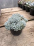 Echeveria Blue Stars vaso 11 - comprar online