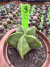 Astrophytum Nudum vaso 11 Cod 9