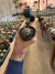 Turbinicarpus Flaviflorus vaso 9 - comprar online