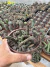Echidnopsis ericiflora Vaso 11 - comprar online