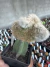 Cleistocactus Strausii - Cristata Exertado vaso 12