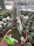 Astrophytum M. exertado vaso 11 Cod 1 - comprar online