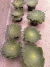 Aeonium Tabuliforme vaso 9 - comprar online