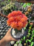 Gymnocalycium Laranja Exertado Vaso 12 Cod 4