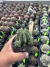 Euphorbia Fruticosa inermis vaso 9 Cod 6 - comprar online