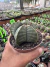 Astrophytum nudum vaso 11 Cod 16 - comprar online