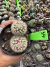 Mammilaria Arizona Cv S. Flor rosa vaso 9 cod 14 na internet