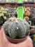 Astrophytum Asteria vaso 6 cod 79