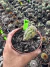 chamaelobivia Variegata Vaso 9 cod 10 - comprar online