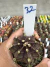 Gymnocalycium M. Purple vaso 9 cod 32