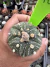 Astrophytum Asteria vaso 6 cod 70