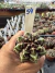 Gymnocalycium Híbrido Daydream vaso 6 Cod 54