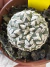Astrophytum Asterias V-type Super Kabuto Vaso 6 cod 123
