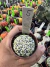Astrophytum Asterias V-type Super Kabuto Vaso 6 cod 5