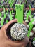 Astrophytum Asterias V-type Super Kabuto Vaso 6 cod 59 na internet