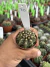 Gymnocalycium T- Rex vaso 6 cod 70 na internet